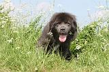 DOGUE DU TIBET 026
